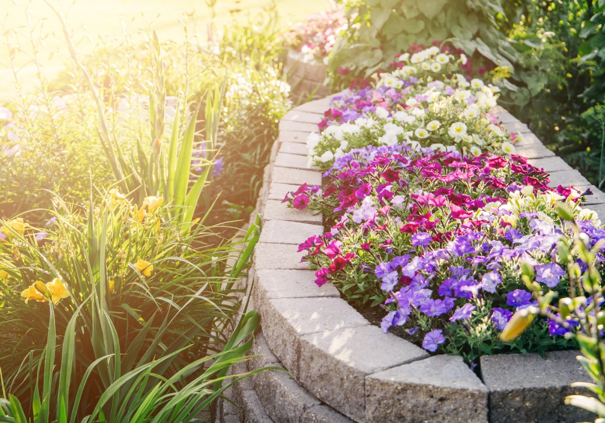 Colorful flower bed in sunlight