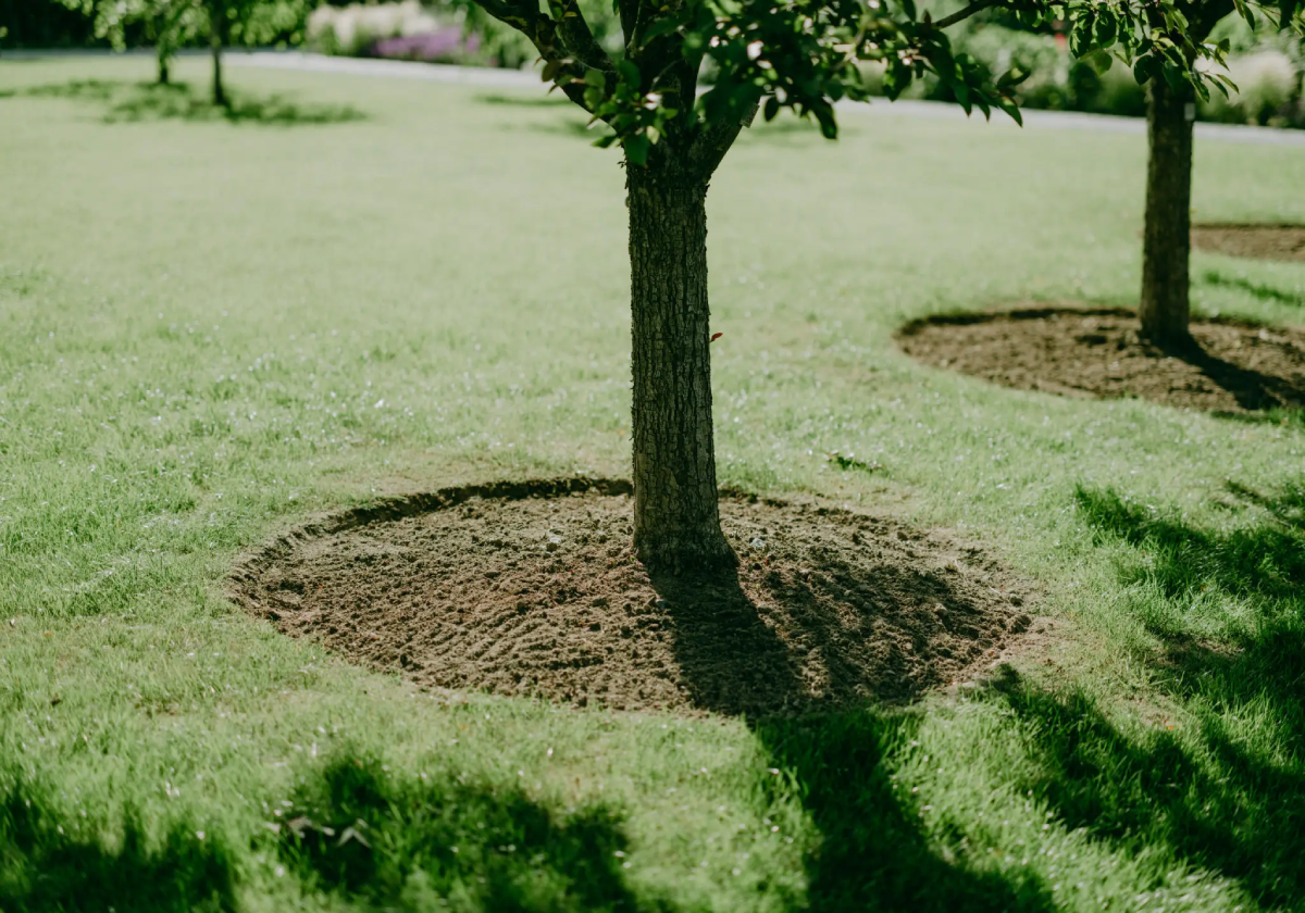 Sunlit tree on green lawn