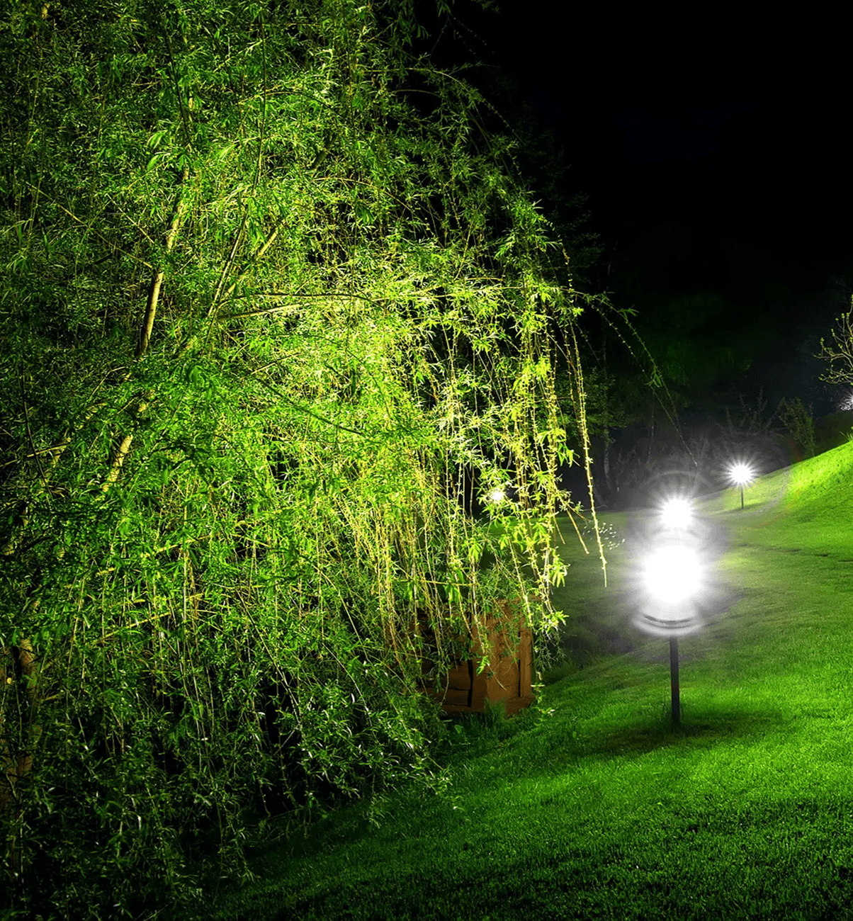 Night garden lights and vibrant foliage