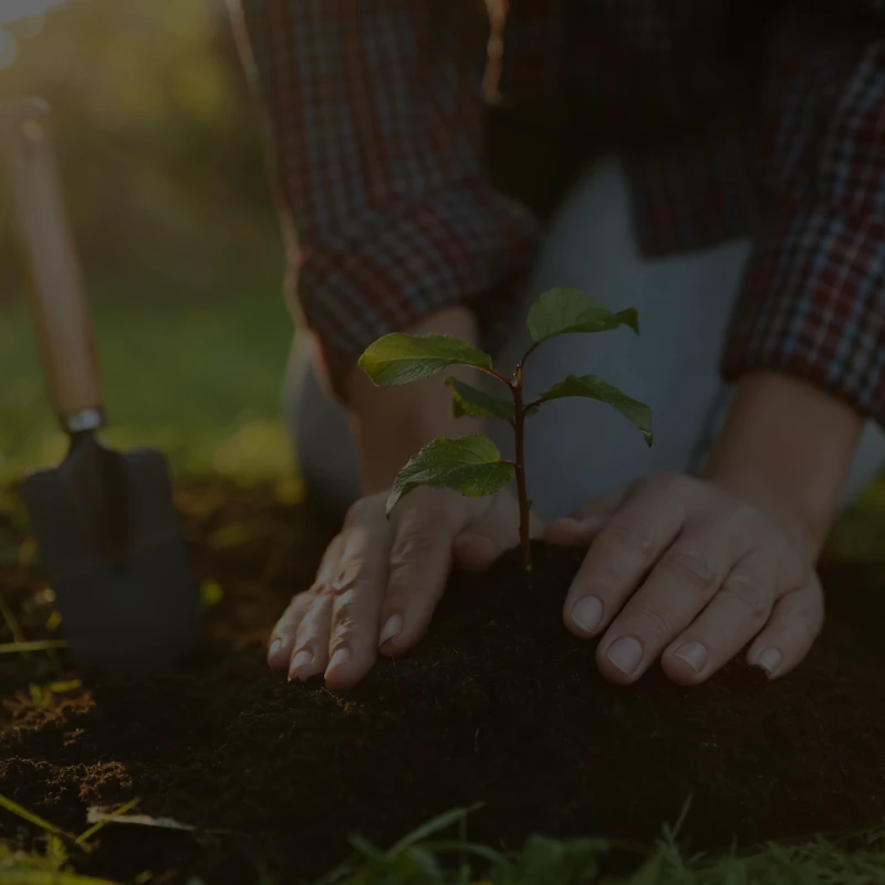 Hands nurturing a small plant
