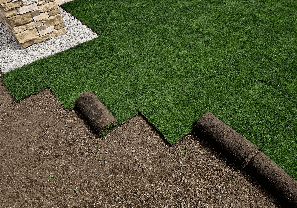 Rolled sod being laid on soil for a fresh lawn.