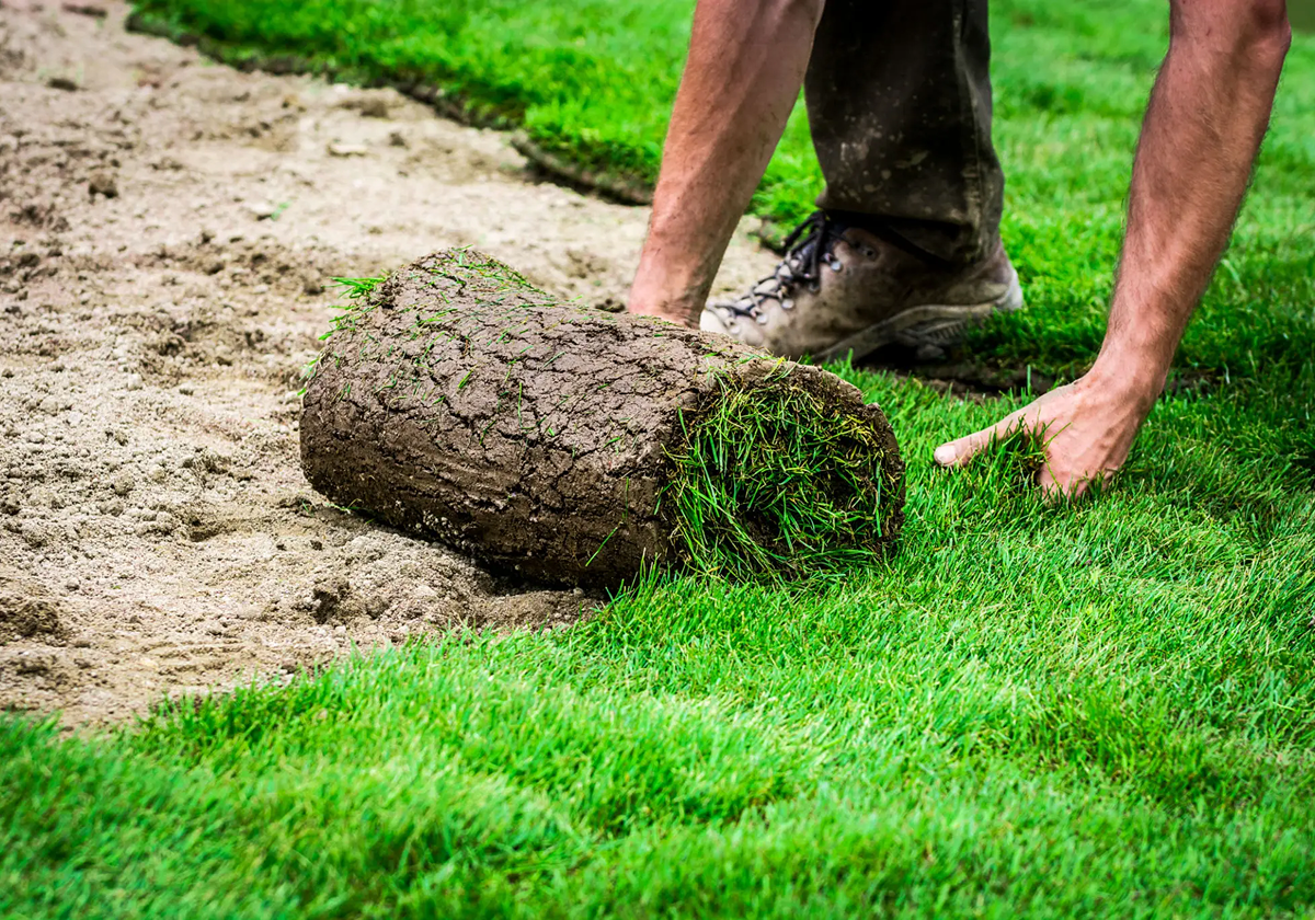 Rolling out fresh sod for a new lawn.